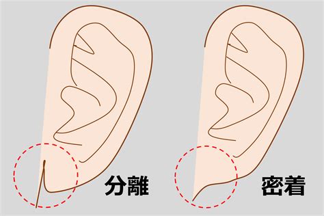 耳形|耳の形や種類で性格・運勢がわかる？左右違うなど人相学におけ。